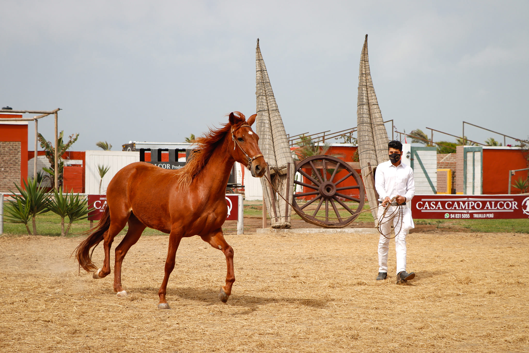 Show De Marinera Y Caballos De Paso